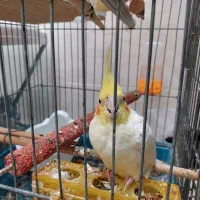 جفت عروس هلندی باهم