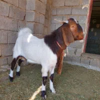 نری پاکستانی