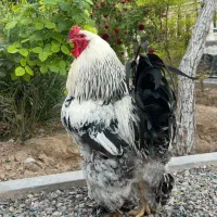 جوجه برهما اصیل