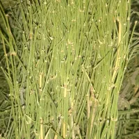 ریش بزی هوم ( افدرا)