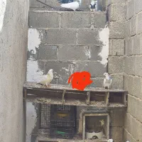 چندتایی کبوتر طوقی|پرنده|جم, |دیوار