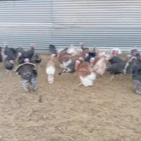 بوقلمون|حیوانات مزرعه|چناران, |دیوار