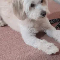 سگ گم شده.. شیتزو|سگ|کرمانشاه, |دیوار