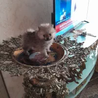 پامر خرسی وارداتی ریز