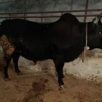 گاو چاق و لاغر برای پروار یا کشتار