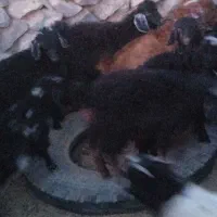 بزغاله فروشی