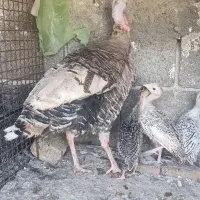 بقلمون جوجه‌دار