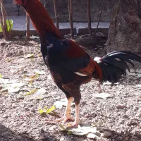 خروس لاری ۷.۵ ماهه نسل دار|حیوانات مزرعه|هشتگرد, تهران دشت|دیوار