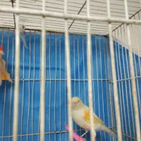 قناری ماده مست تخم خاکی گذاشته|پرنده|مشهد, کارمندان دوم|دیوار