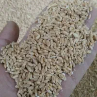 گندم آبی بذری پیشگام