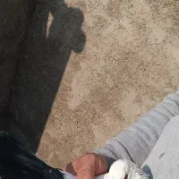 کبوتر کله دار تهرانی پرشی|پرنده|پاکدشت, پاکدشت (مامازند)|دیوار