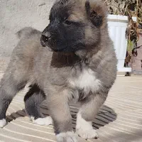 واگذاری توله سگ سرابی ماده