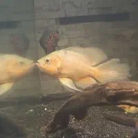 اسکار باله بلند