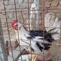 خروس|حیوانات مزرعه|گناباد, |دیوار
