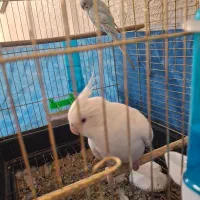 عروس هلندی سخنگو نرو ماده و مرغ عشق|پرنده|قنوات, |دیوار
