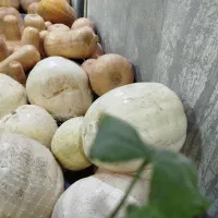 نیازمند فروشنده برای مغازه میوه فروشی|استخدام بازاریابی و فروش|نجفآباد, شریعتی|دیوار