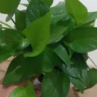 گلدان پتوس|گل و گیاه طبیعی|کرمان, |دیوار