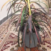 فروش گل کروتون