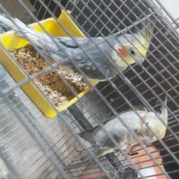 جفت عروس هلندی سالم سالم  تخم 2 رو امروز گذاشته