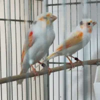 قناری موزاییکی نر وماده