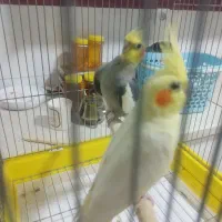 یک جفت عروس هلندی|پرنده|اهواز, پردیس|دیوار