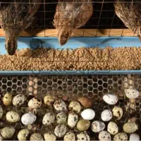 بلدرچین تخمگذار و خوراکی