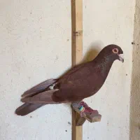 تعدادی کبوتر|پرنده|کرمان, |دیوار