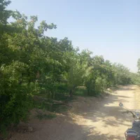 1050متر باغ آجیلی عالی نزدیک آسفالت|فروش دفتر صنعتی، کشاورزی، تجاری|سامان, |دیوار