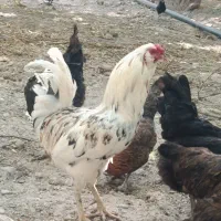 خروس یکساله تاج مهر سالم واکسن خورده