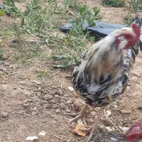 خروس گلین