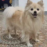 سگ پامر اشپیتز