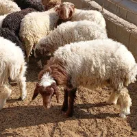 فروش ۱۵ راس بره عربی صادراتی نر|حیوانات مزرعه|طسوج, |دیوار