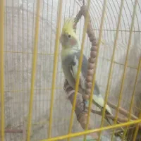 عروس هلندی