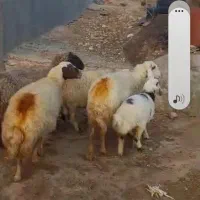 ۴راس میش سه راس بره دار یک راس ابستن مایه کرده