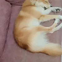 نژاد یونانی (کوکونی)|سگ|محمدشهر, شهرک پیام (مهرالبرز)|دیوار