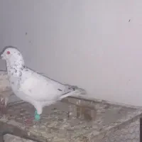 کبوتر|پرنده|کارون, |دیوار