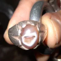 انگشتر سلیمانی مصور قدیمی|جواهرات|پرند, فاز ۰|دیوار