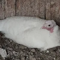 بوقلمون|حیوانات مزرعه|اندیمشک, |دیوار