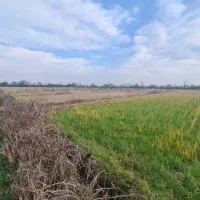 مزرعه به مساحت ۵۲۰۰متر نزدیک به جاده اصلی