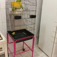 مرغ عشق با جوجه|پرنده|ری, دولت‌آباد|دیوار