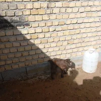 میش وبز|حیوانات مزرعه|دورود, |دیوار