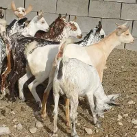 صلاله عمانی