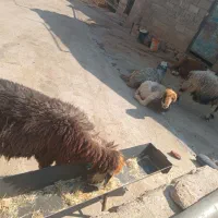 میش بز ترکی