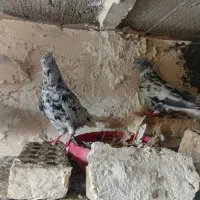 کبوتر دمسفید