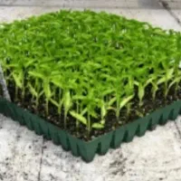 فروش انواع نشا