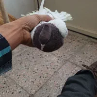 ماده کله سرخ|پرنده|فردوس (خراسان), |دیوار