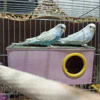 مرغ عشق جفت مولد