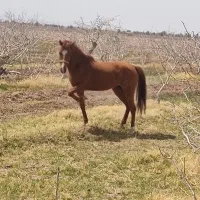 اسب مادیون آبستن