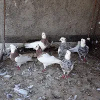 طوقی|پرنده|اصفهان, شهرک زاینده رود|دیوار