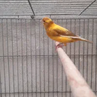 قناری نر|پرنده|کرمان, |دیوار